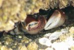 PICTURES/Yachats/t_Crab (8).JPG